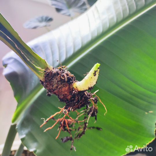 Сансиверии сортовые много сортов, есть редкие