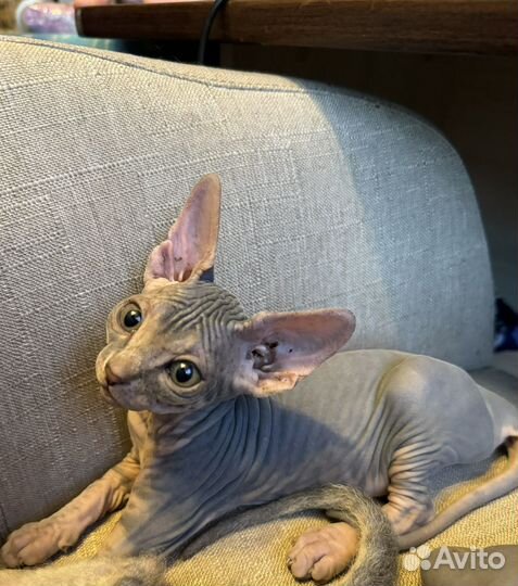 Донской сфинкс котята