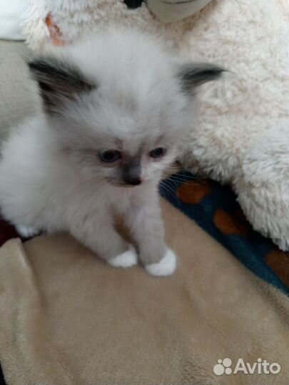 Котята в добрые руки бесплатно