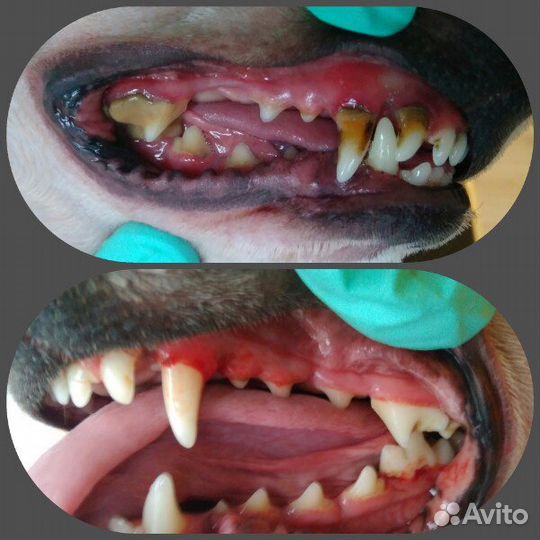 Чистка зубов собакам, кошкам без наркоза