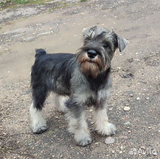 Цвергшнауцер, мальчик