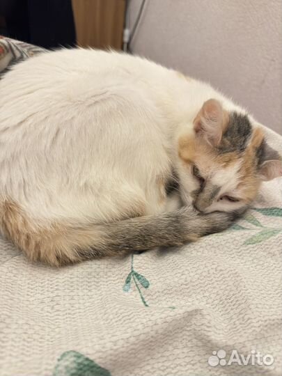 Отдам в добрые руки кошку