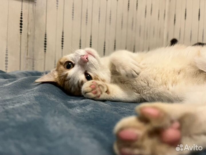 Котенок девочка