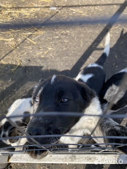 Маремма абруццкая овчарка