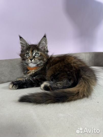 Мейн-кун девочка