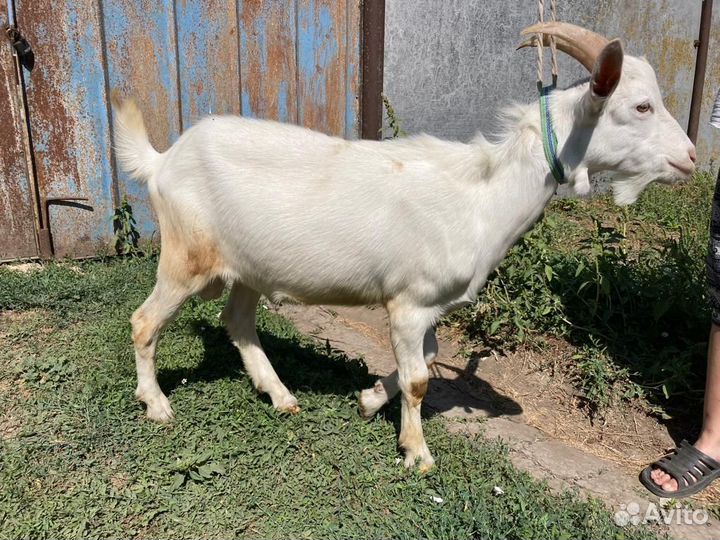 Продам козлят