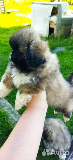 Щенки пекинеса