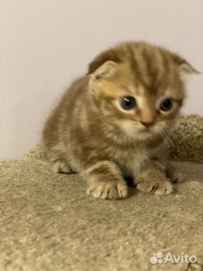 Вислоухие котята