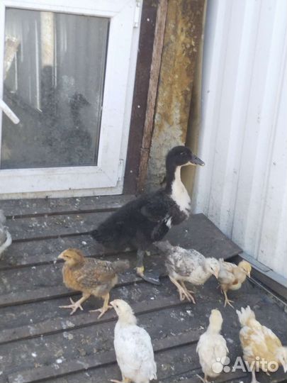 Голубой favorit утки