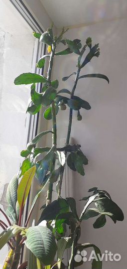 Кактусы и кактусята разные )