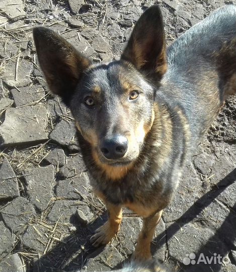 Лопоухий Бантик