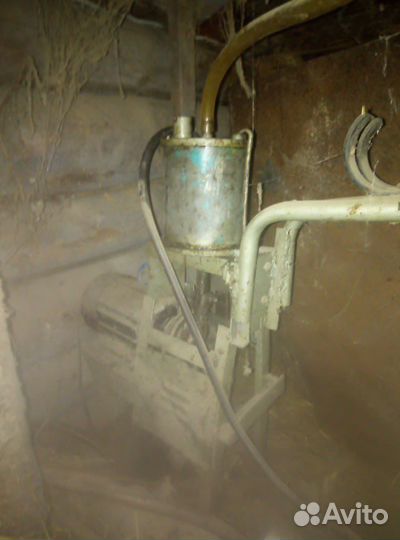 Коровы и быки