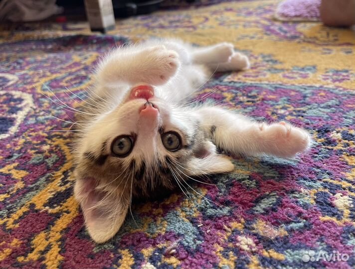 Котята в добрые руки бесплатно