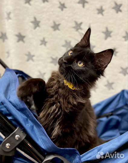 Котята мейн кун