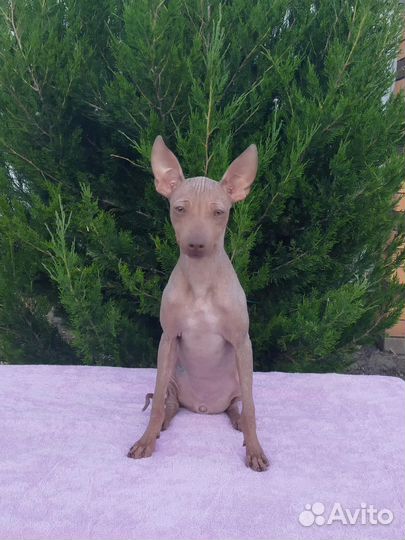 Щенки Американский голый терьер