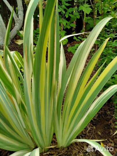 Многолетники для сада