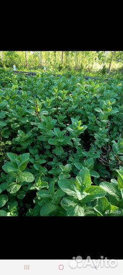 Мята, хмель и другие растения