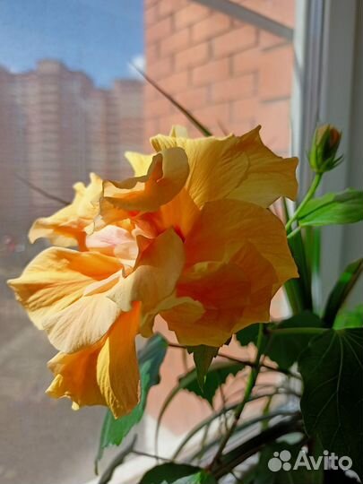 Гибискус китайская роза персиковая