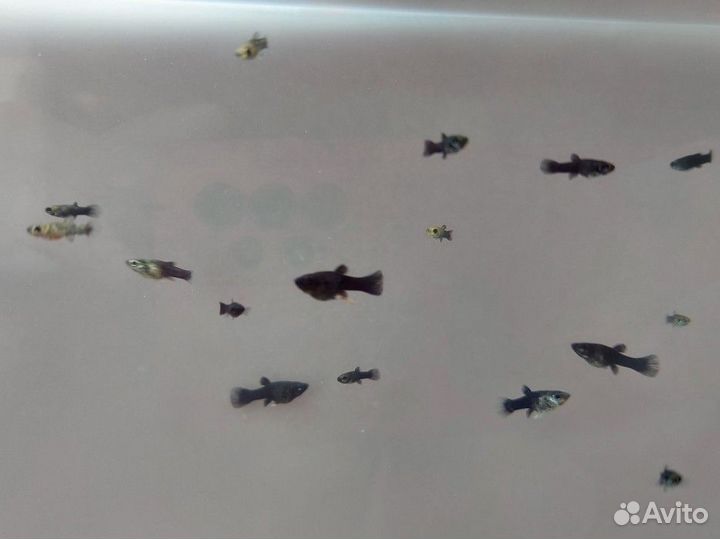 Моллинезии