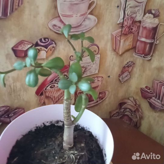 Диффенбахия