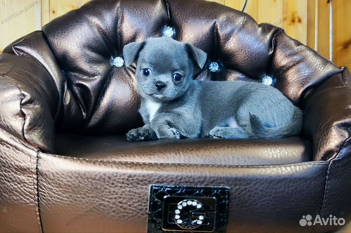 Чихуахуа девочка голубого окраса