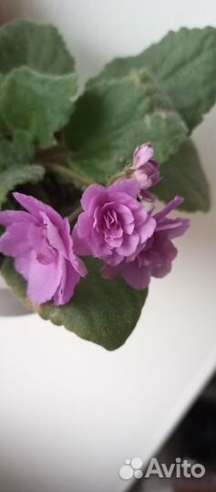 Сенполии сортовые