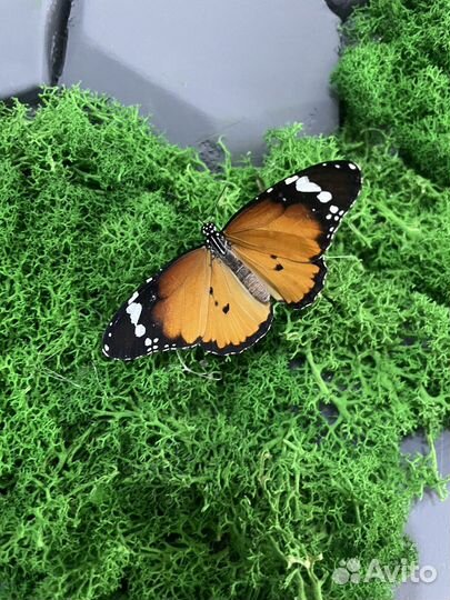 Тропические бабочки