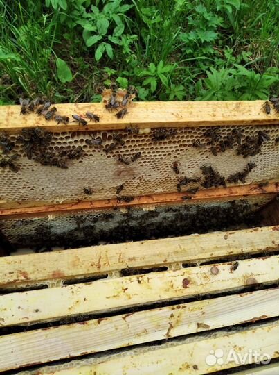 Пчелы пчелопакеты