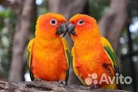 Попугаи Солнечные аратинги