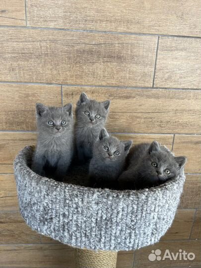 Котята красивые, умные)