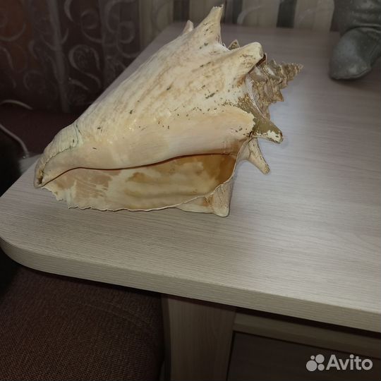 Ракушка морская большая