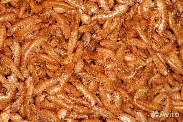 Гаммарус корм