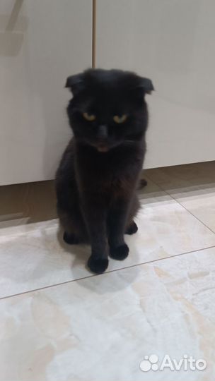 Шотландская вислоухая кошка бесплатно