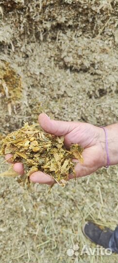 Силос кукурузный, отличного качества