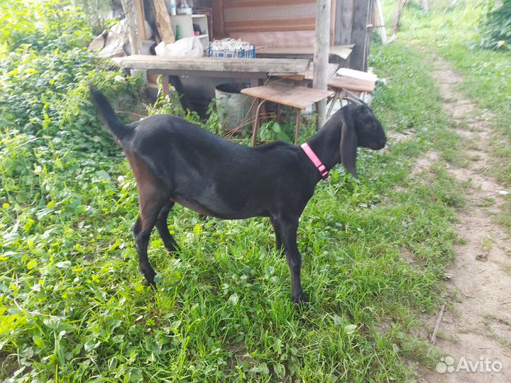 Коза нубийская