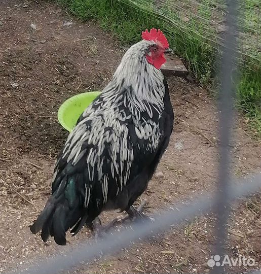 Петухи кучинские юбилейные, мараны и амерауканы