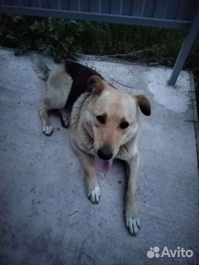 Собака в добрые руки