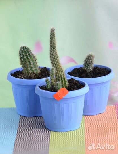 Кактусы в новых горшочках