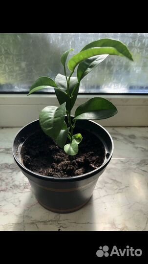 Цветы(педилантус,мандарин)