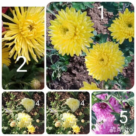 Хризантемы