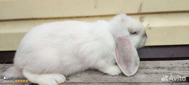 Кролики крупной мясной породы, французский баран