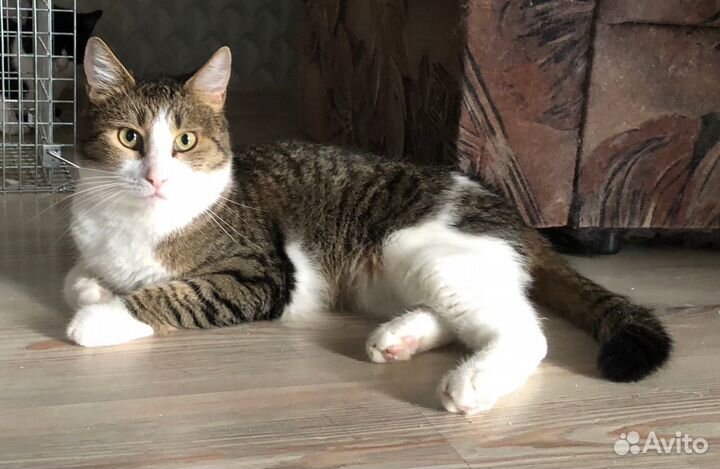 Ласковый котомальчишка Сержик