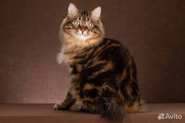 Вязка, титулованные коты приглашают