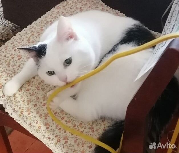 Отдам в добрые руки