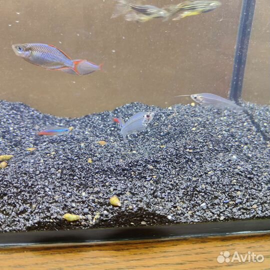 Аквариум с рыбами