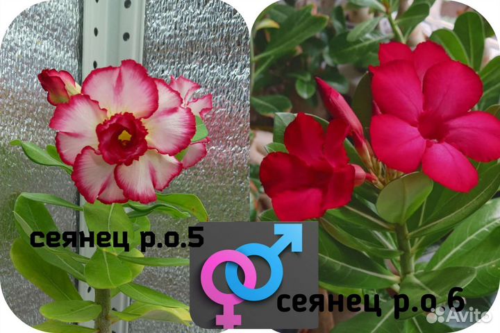 Семена адениума