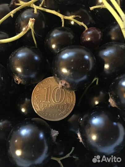 Саженец сортовой смородины