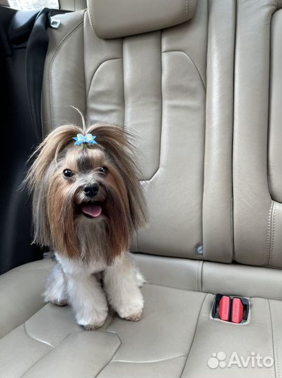 Вязка Бивер