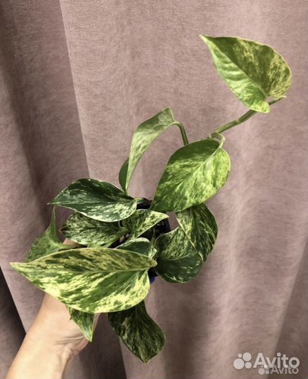 Плекрантус Мята сингониум хойя Матильда марбл квин