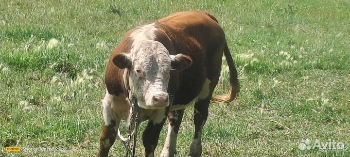 Чистокровный Герефорд